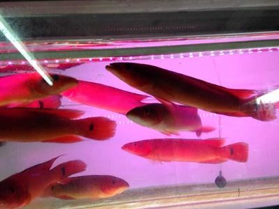 胭脂孔雀龍魚混養常見問題：胭脂孔雀龍魚與其它魚類共養時常見的問題主要包括水質管理不當