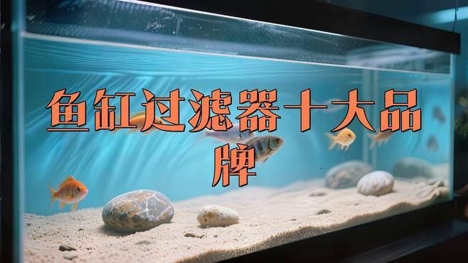 推薦幾款適合養龍魚的過濾器