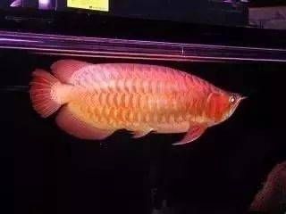 龍魚一個月不喂食會怎么樣：龍魚一個月不吃東西會怎么樣