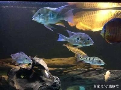 龍魚和鸚鵡混養(yǎng)溫度多少合適：鸚鵡魚和鸚鵡魚混養(yǎng)的理想水溫應控制在24至28℃之間