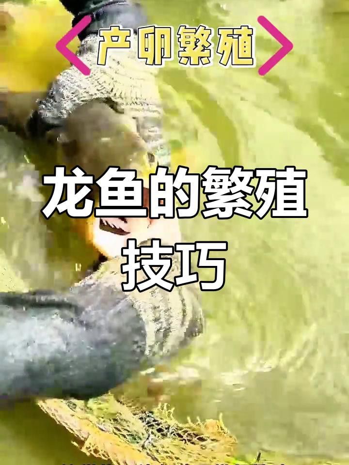 如何提高古龍魚的繁殖成功率？