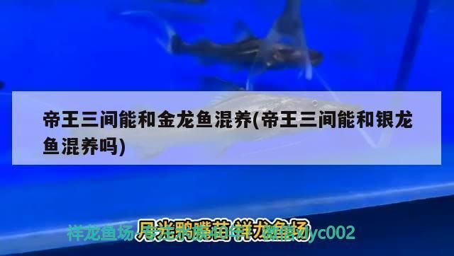 帝王三間魚能和金龍魚混養嗎：帝王三間魚與金龍魚混養存在一定的風險和挑戰