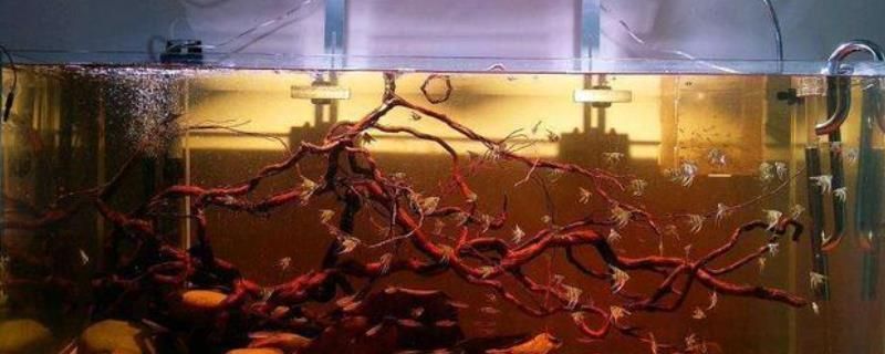 魚缸水發(fā)白發(fā)渾怎么處理（魚缸水質(zhì)改善的具體步驟如何正確使用魚缸過濾器）