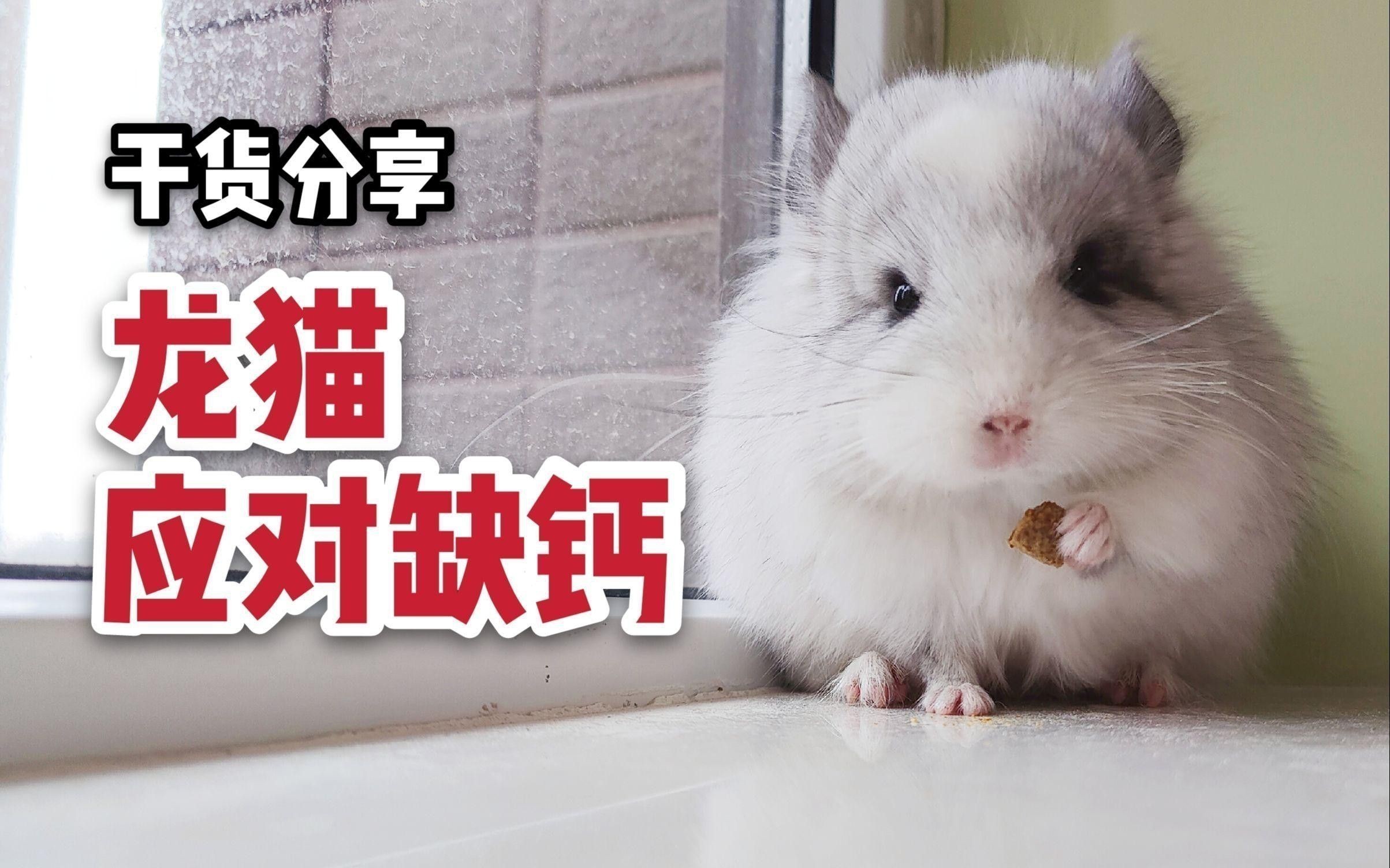 如何判斷龍貓是否缺鈣？