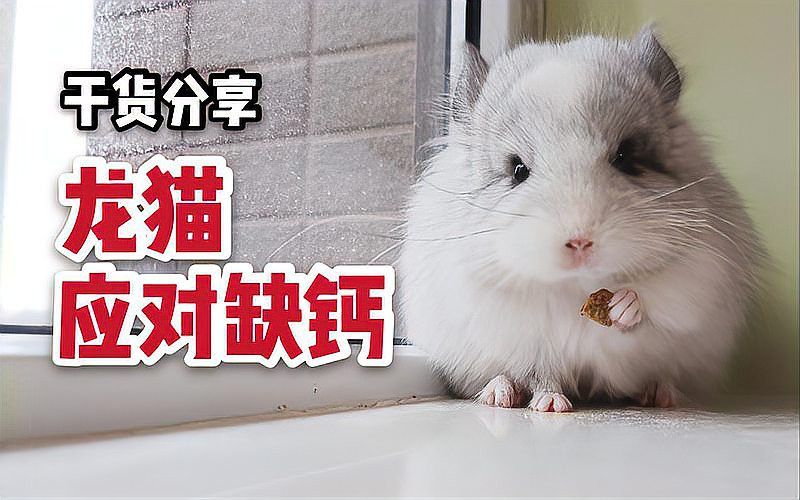 如何判斷龍貓是否缺鈣？