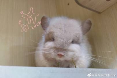 如何判斷龍貓是否缺鈣？