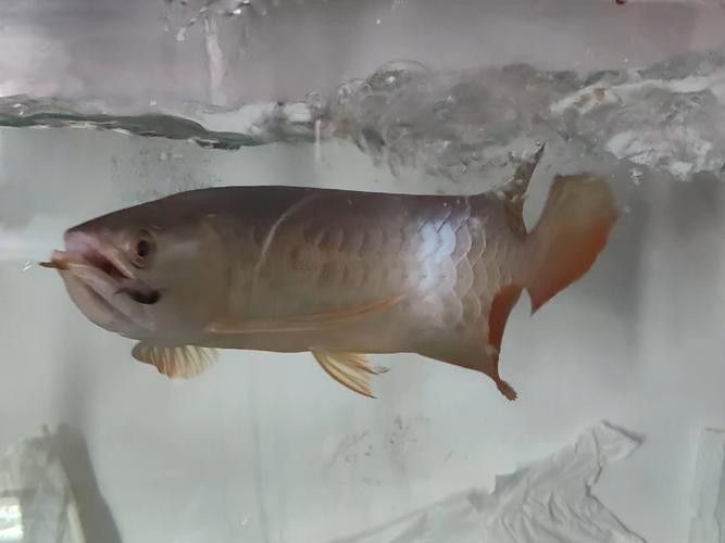 龍魚(yú)翹嘴怎么辦才能釣