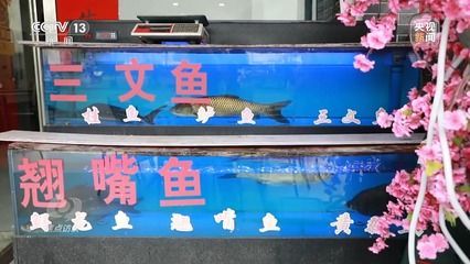 龍魚和翹嘴是一種嗎:如何區分幼年龍魚和翹嘴 龍魚百科 第2張 龍魚和翹嘴是一種嗎:如何區分幼年龍魚和翹嘴 龍魚和翹嘴是一種嗎:如何區分幼年龍魚和翹嘴 龍魚百科 第2張