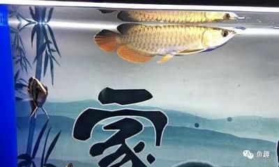 龍魚背部掉一片鱗的處理方法（龍魚掉鱗可能與水質有關，請注意處理）