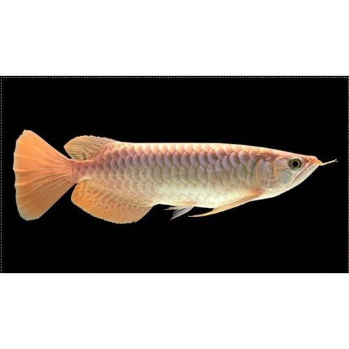 金龍魚和紅龍魚是一個品種嗎圖片欣賞