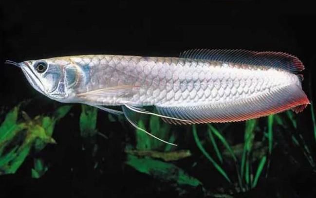 銀龍魚養殖成本（銀龍魚養殖成本主要包括以下幾個方面說明）