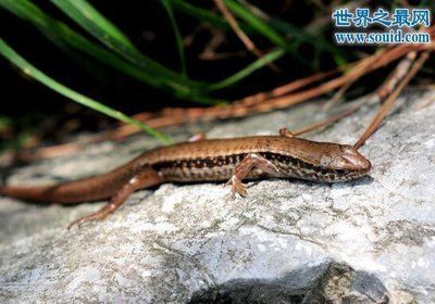 龍魚最便宜要多少錢一條：龍魚最便宜要多少錢？全面解析龍魚價格與選購指南