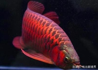 龍魚是哪里的魚種：龍魚原產地的生態環境,如何鑒別高品質龍魚