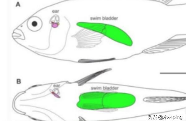 金龍魚貼標膠