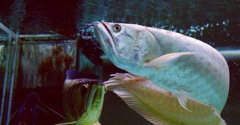 龍魚浮在水面角落不動