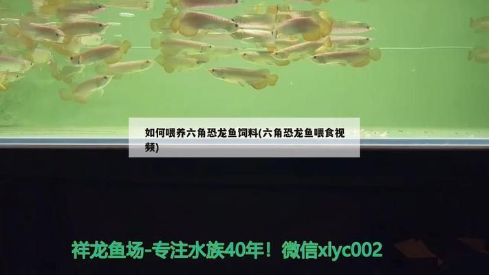 六角恐龍魚食物鏈：六角恐龍魚吃什么，六角恐龍魚吃什么食物，六角恐龍魚的喂食方法