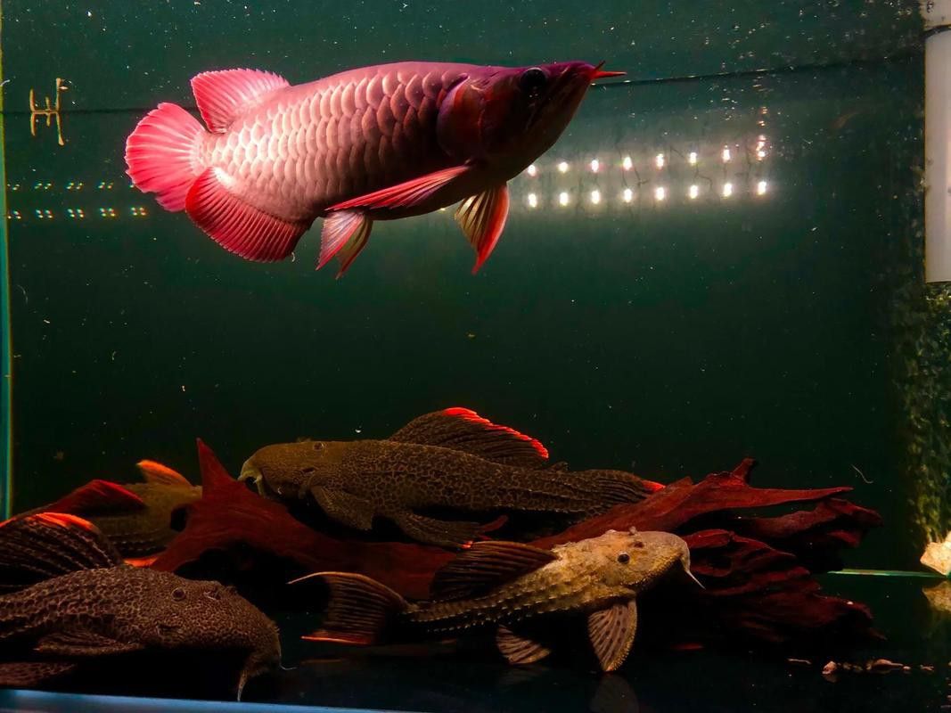 金龍魚福龍圖片大全大圖