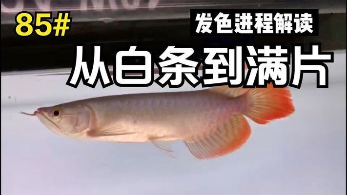 龍魚發色原理視頻教程全集：揭秘龍魚色彩奧秘與養護秘籍