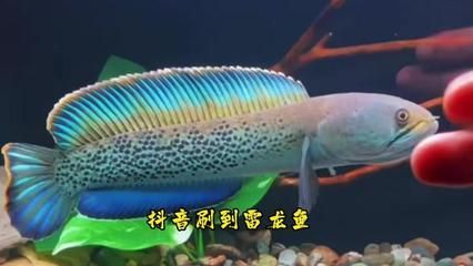 鬼王雷龍魚的飼養技巧:養鬼王雷龍魚需要注意以下幾點建議使用1米大缸 龍魚百科 第1張 鬼王雷龍魚的飼養技巧:養鬼王雷龍魚需要注意以下幾點建議使用1米大缸 鬼王雷龍魚的飼養技巧:養鬼王雷龍魚需要注意以下幾點建議使用1米大缸 龍魚百科 第1張
