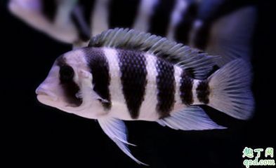 小虎魚被龍魚吃了：小虎魚有可能被龍魚吃掉嗎？
