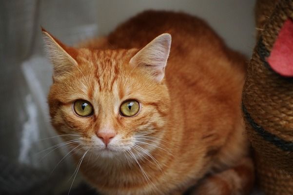 龍魚缸可以養什么魚好：龍魚缸混養注意事項，如何選擇龍魚伴侶魚