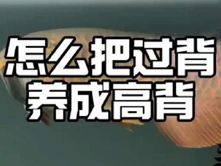 金龍魚品種圖片介紹
