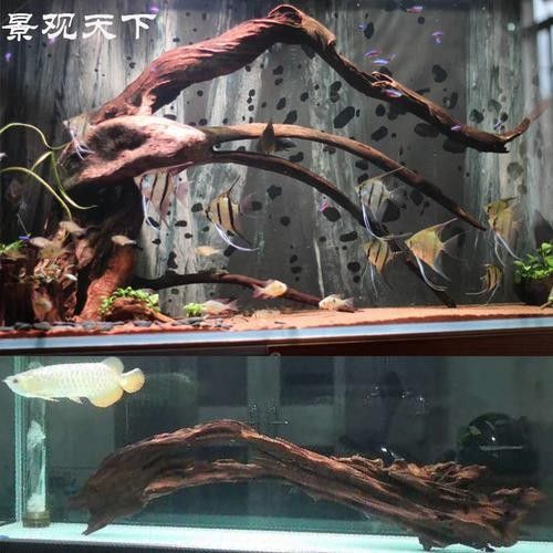 龍魚沉木造景圖片大全