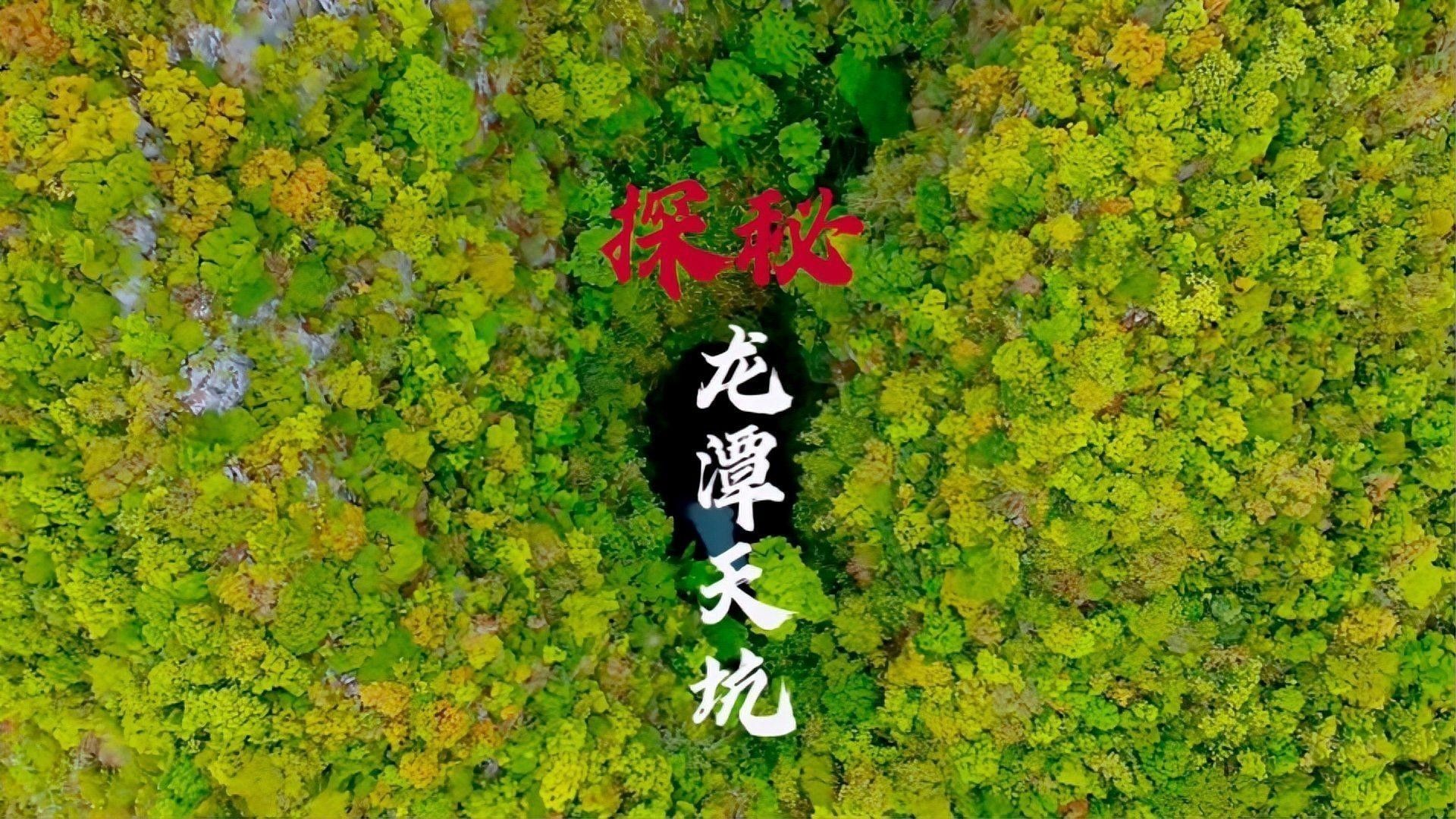龍魚沉木造景圖片大全