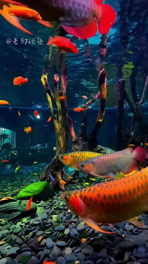 龍魚沉木造景圖片大全