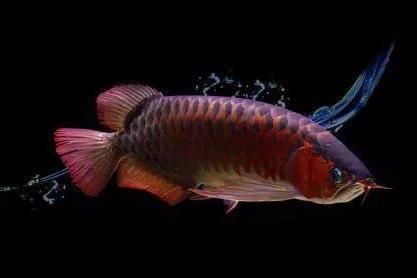 紅龍魚光照管理的建議：紅龍魚光照強度調節技巧，紅龍魚光照角度優化方法