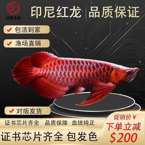 十大紅龍魚品牌排行榜圖片及價(jià)格表