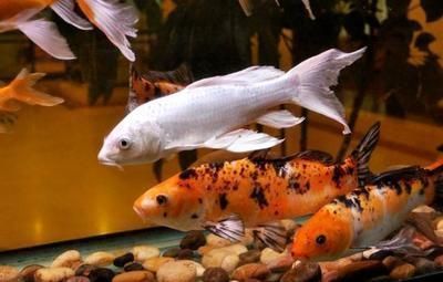 七彩魚和銀龍魚混養怎么樣：七彩魚和銀龍魚可以混養嗎