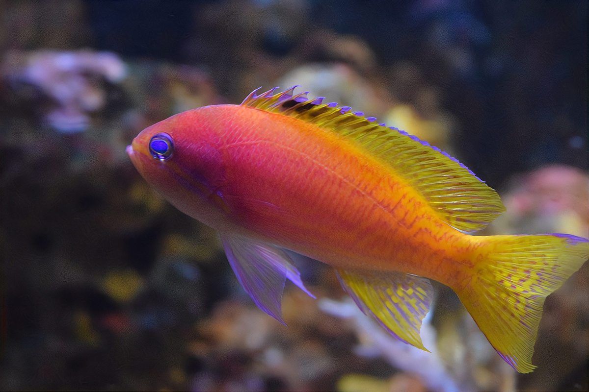 金鯛魚是海魚還是淡水魚