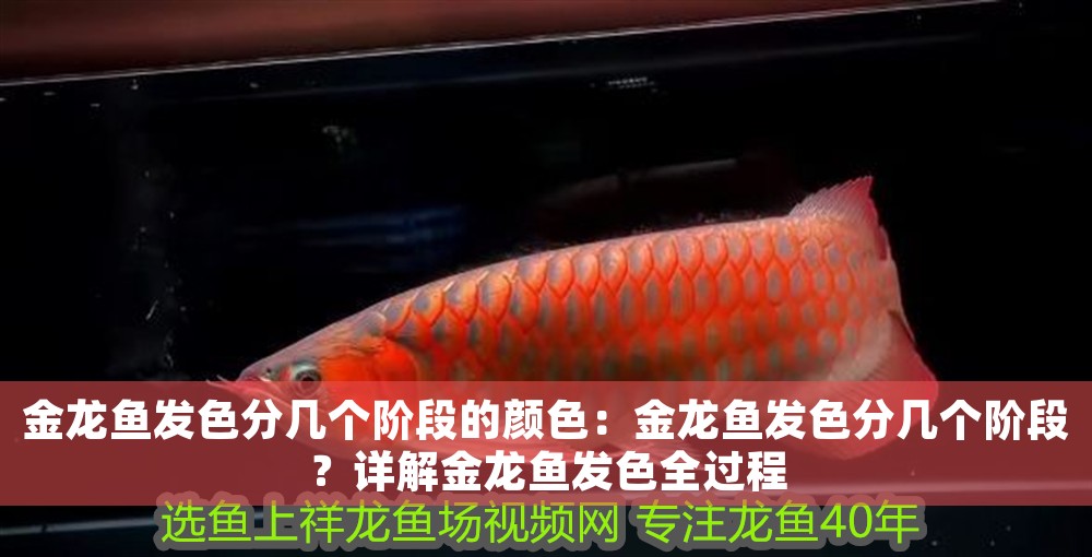金龍魚(yú)發(fā)色分幾個(gè)階段的顏色：金龍魚(yú)發(fā)色分幾個(gè)階段？詳解金龍魚(yú)發(fā)色全過(guò)程