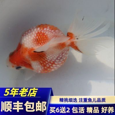白色曼龍魚：白化曼龍魚，獨特的水族箱明星