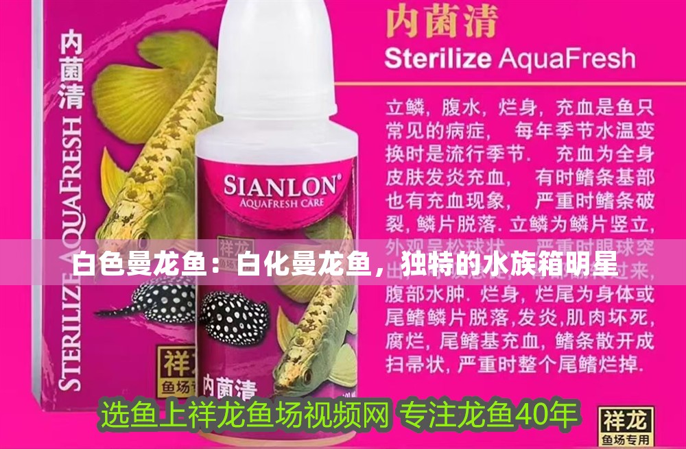 白色曼龍魚：白化曼龍魚，獨特的水族箱明星