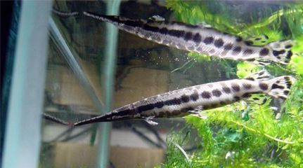 龍魚咬手疼嗎：如何正確飼養龍魚