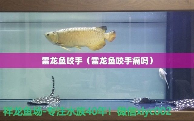 龍魚咬手疼嗎：如何正確飼養龍魚