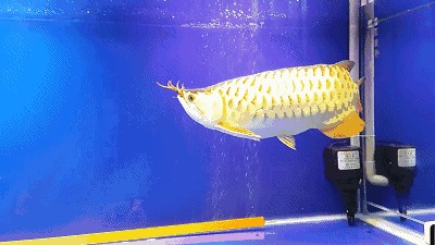 龍魚總在上面游：龍魚總在上面游可能是由于水質問題、水溫問題、健康問題、健康問題