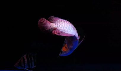 白色紅尾金龍魚（白色紅尾金龍魚的簡介） 白色紅尾金龍魚（白色紅尾金龍魚的簡介） 龍魚百科 第2張