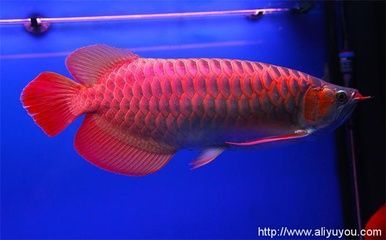 龍魚魚缸高度多少合適養(yǎng)：養(yǎng)龍魚的魚缸高度是關(guān)鍵因素之一