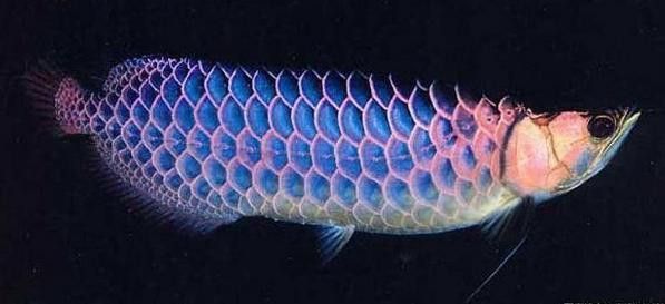 過背金龍藍底吃什么食物最好？