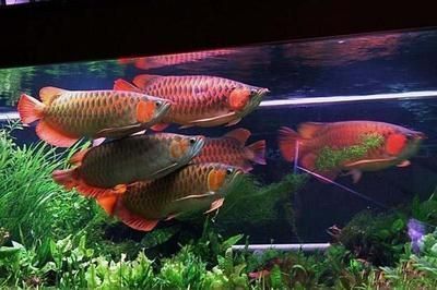 龍魚的喂養方法：龍魚的飼養方法