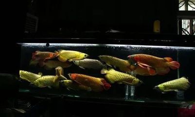龍魚的喂養方法：龍魚的飼養方法