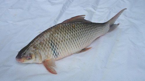 鯪魚的好處和壞處
