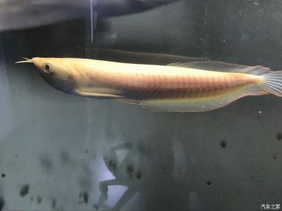 黃化龍魚百度百科：黃化龍魚是一種美麗的觀賞魚類，具有一定文化和經濟價值