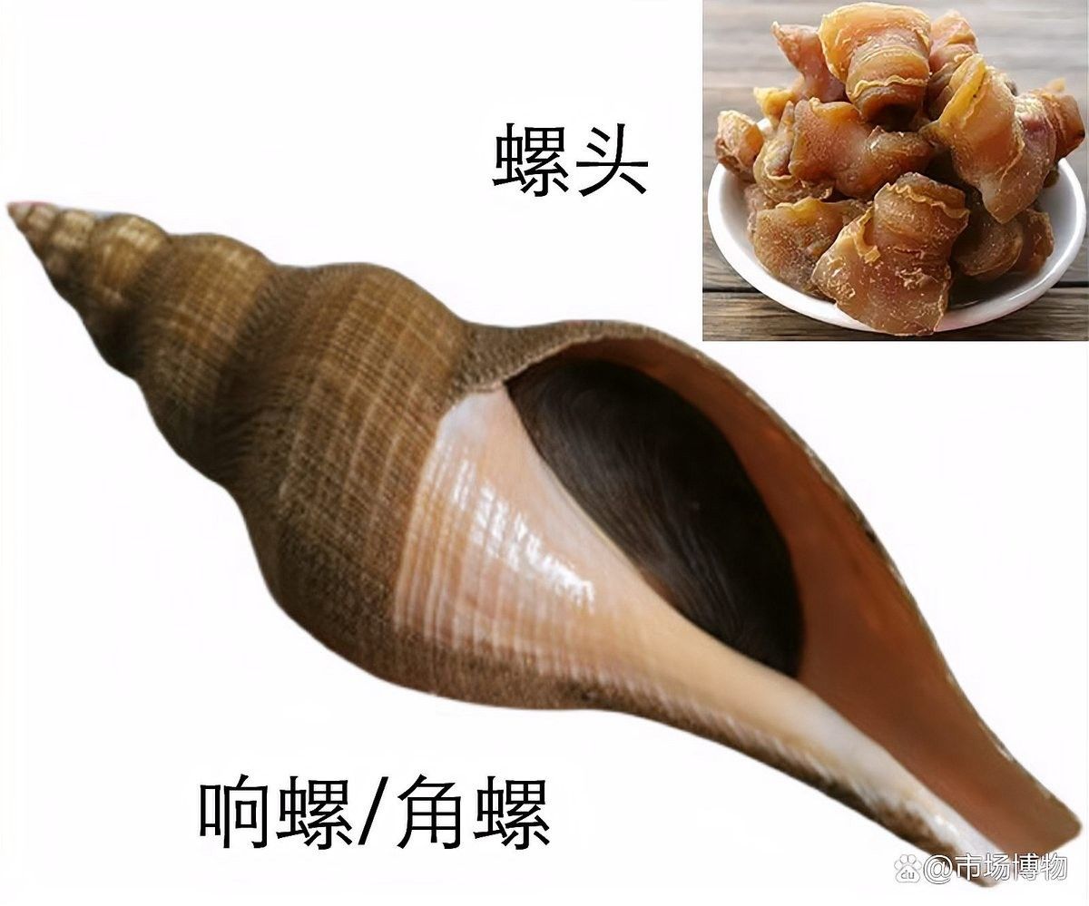龍躉在福建和香港的分布情況