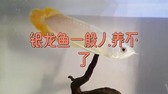 家里養銀龍魚好還是招財好