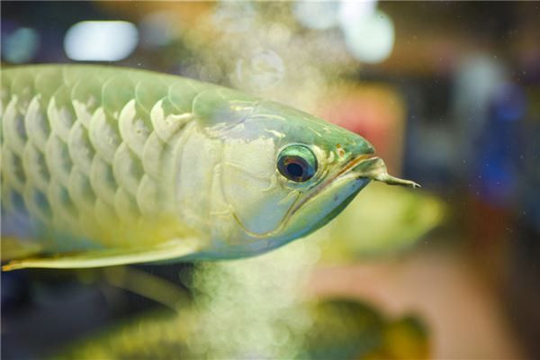 家里養銀龍魚好還是招財好