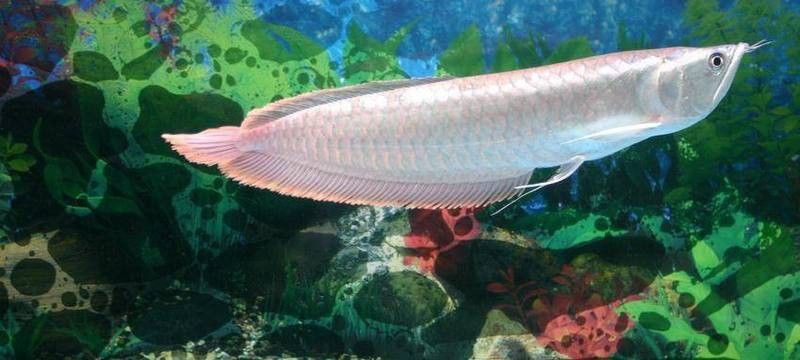 家里養銀龍魚好還是招財好